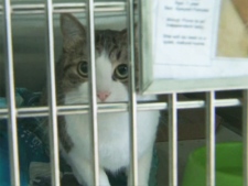 A Toronto Humane Society cat hoping for a new home.