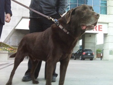 A dog appears with OSPCA chairman Rob Godfrey on Thursday May 13, 2010. (CP24/Mathew Reid)