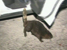 A beaver jumps out of the back of a police cruiser.