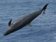 In this April 2006 photo provided by Earthjustice, a false killer whale is seen leaping while chasing prey in waters off Hawaii. (AP Photo/Robin Baird, Earthjustice, File)