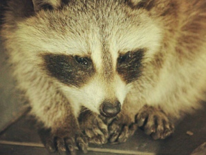 A raccoon cub is pictured after it became stranded inside a Shoppers Drug Mart at Yonge and Charles streets early Thursday, May 24, 2012. Police were called in to rescue the animal. (CP24/Tom Stefanac)