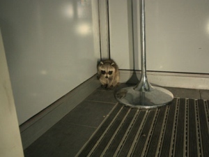 A raccoon cub became stranded inside a Shoppers Drug Mart at Yonge and Charles streets early Thursday, May 24, 2012. Police were called in to rescue the animal. (CP24/Tom Stefanac)
