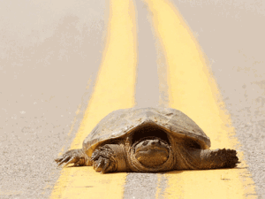 A snapping turtle is oblivious to traffic as it stops to take a rest on the double yellow line while crossing Campground Road in Mountain Iron, Minn., Friday, May 26, 2006. (AP Photo/Mesabi Daily News, Mark Sauer)