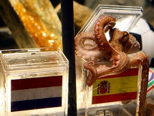 Octopus oracle Paul chooses a mussel from a glass tank marked with a Spanish flag, next to a box with a flag of Holland, in the SeaLife Aquarium in Oberhausen, Germany, Friday, July 9, 2010. Paul predicts Spain will beat Holland and win the World Cup. (AP Photo/dapd, Roberto Pfeil)