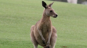 Kangaroo file photo