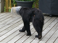 A black bear with its head stuck in a plastic jar is shown on the deck of the family home Rob Paterson in Thunder Bay, Ont. on Tuesday July 21, 2010. (THE CANADIAN PRESS/HO, Rob Paterson)