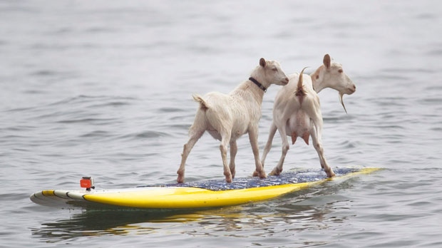Surfing Goats