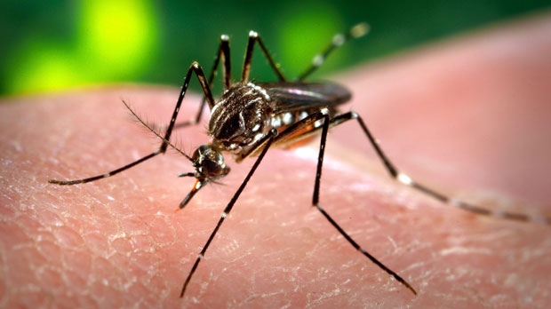 Mosquitoes Testing Positive for West Nile Virus in Adams County