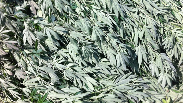 Marijuana plants file photo