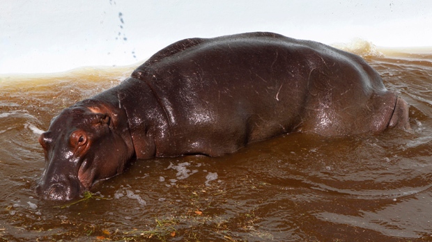 Hippo stuck in swimming pool