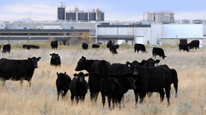 The XL Foods plant in southern Alberta, whose E. coli crisis sparked the country’s largest meat recall, is shown in this file photo. (The Canadian Press)