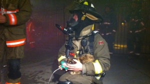 Cat rescued from George Street fire