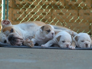 Three English Bulldog puppies who were stolen from an east-end backyard are pictured here with their mother. 