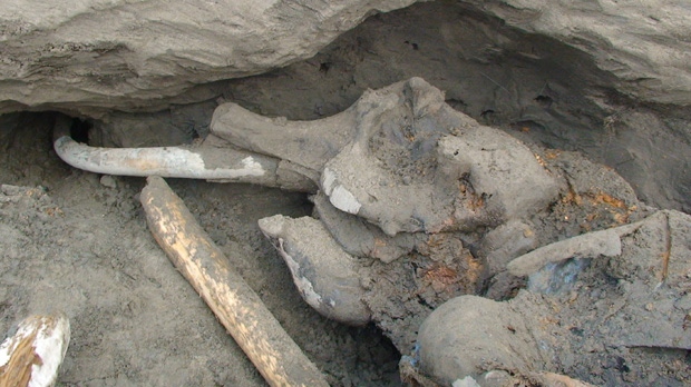 Russia mammoth carcass