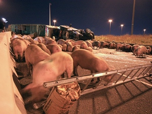 Emergency crews attempt to corral pigs using a ladder on Highway 427. (CP24/Tom Stefanac)