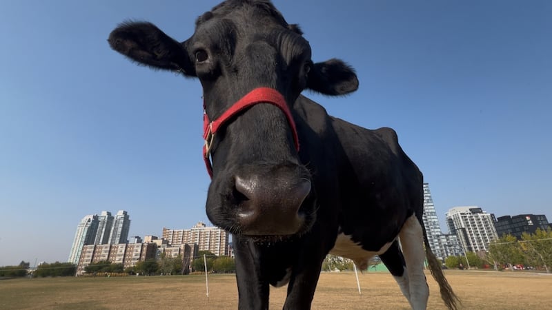 Alberta Holstein ‘Beef’ now holds record for tallest steer on the planet, according to Guinness World Records.