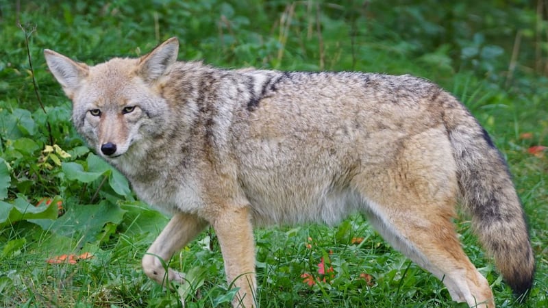 Teen girl taken to hospital after a coyote attack in Markham