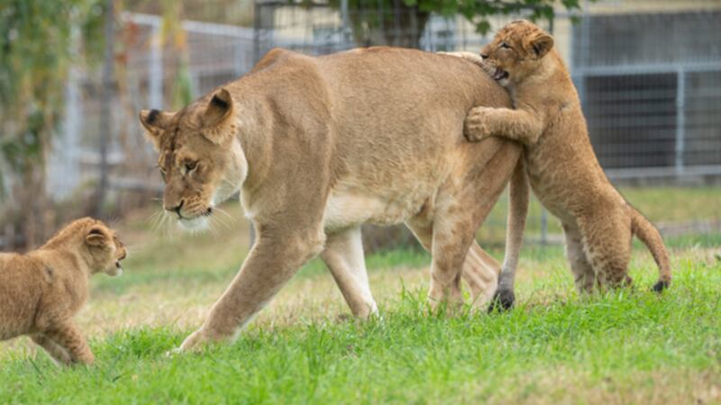 Cubs Reggie and Archie with their mother, Nirvana, in Arkansas.