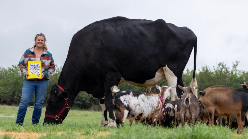 ‘Beef' the Alberta Holstein is officially the tallest living steer on the planet, according to Guinness World Records. (Guinness World Records handout)
