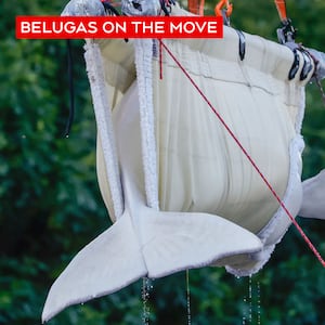 Six more belugas being moved from shuttered Marineland to the U.S.