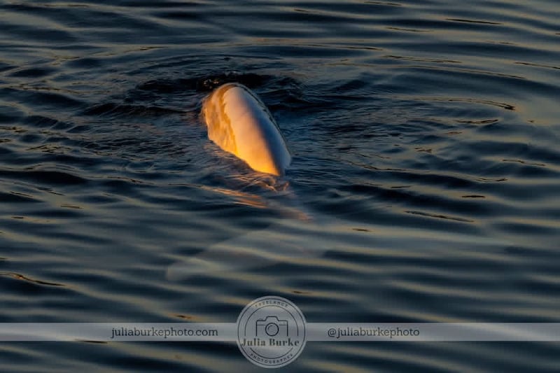 A beluga whale is pictured in Nova Scotia's Bras d'or Lake. (Courtesy: Julia Burke)