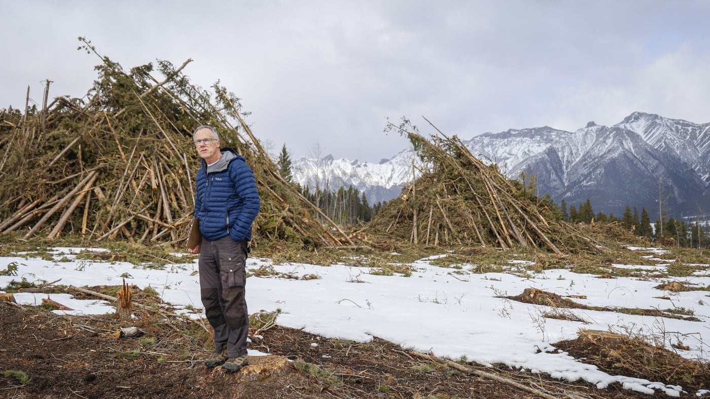 Stew Walkinshaw, project manager of the Bow Valley Community Fireguard, looks over a clear cut fire break that is part of wildfire mitigation steps being taken in Canmore, Alta., Thursday, March 5, 2026. (THE CANADIAN PRESS/Jeff McIntosh)