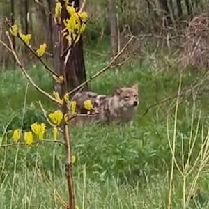 ‘This coyote is getting more aggressive:’ Second child bit by coyote in Markham