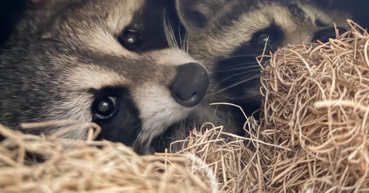 The Toronto Zoo adds 'masked duo' to its Canadian Domain zone