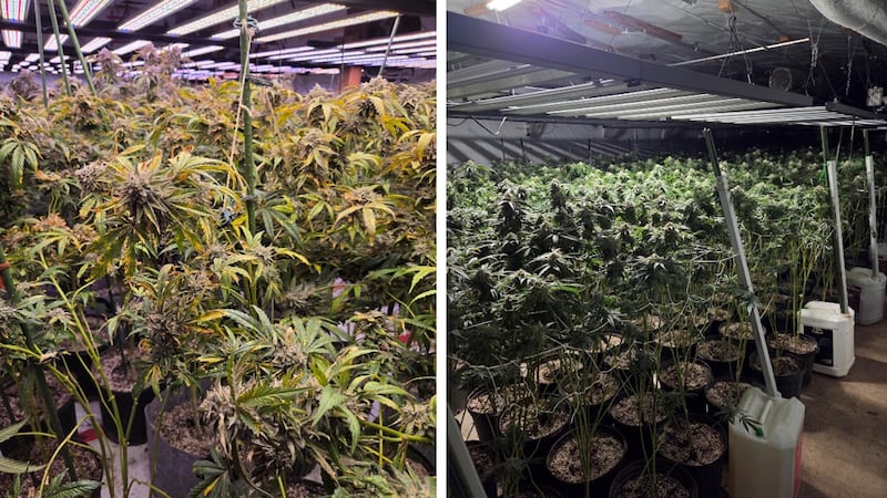 More than $4.6M in illegal cannabis seized in Haldimand County