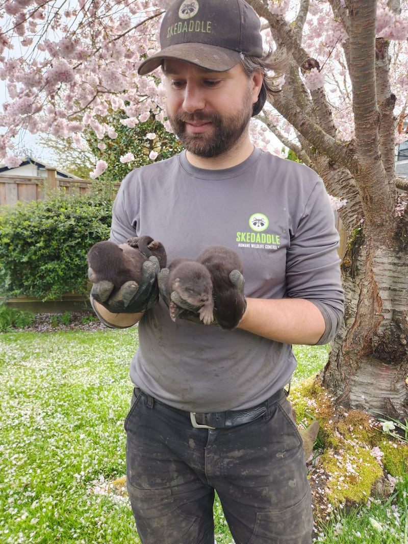 Baby river otter removal