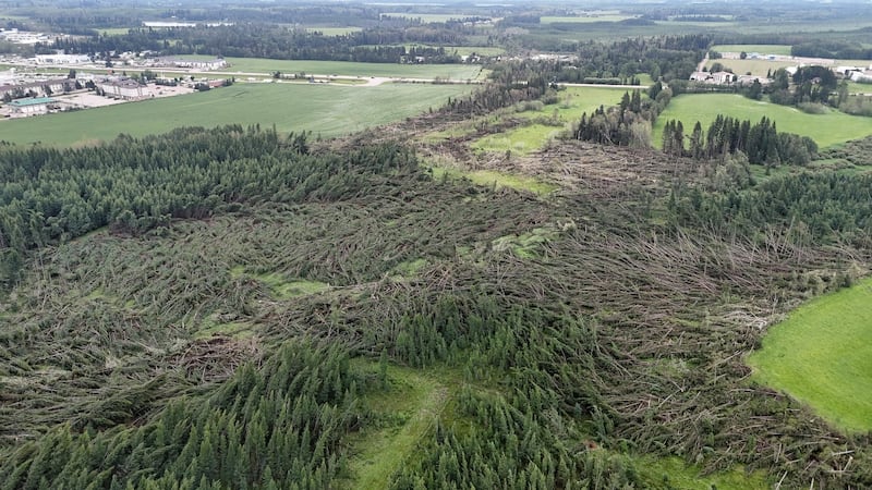 Trees are seen laid flat after an EF2 tornado southwest of Rocky Mountain House on July 18, 2026. (Source: Northern Tornadoes Project)
