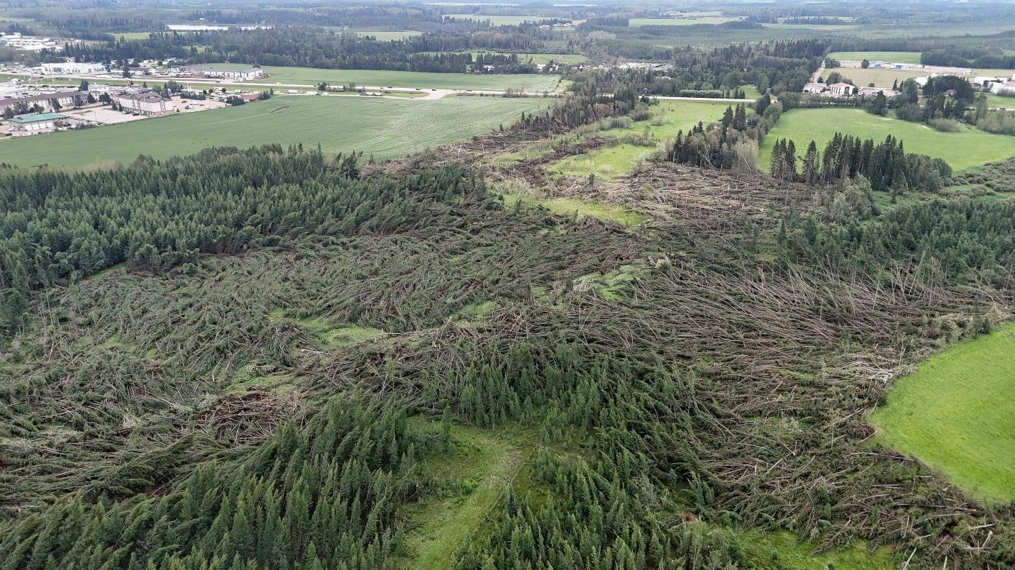 Trees are seen laid flat after an EF2 tornado southwest of Rocky Mountain House on July 18, 2026. (Source: Northern Tornadoes Project)