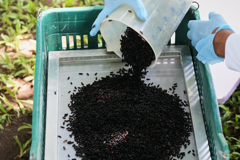 A technician spreads sterilized screwworm flies for release as part of the Mexican government's fight to stop the spread of the New World Screwworm on Oct. 17, 2025. (Fernando Llano / AP Photo)
