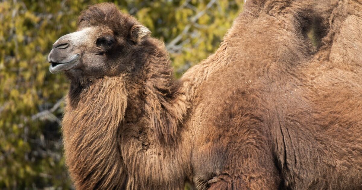 Eine der Trampeltiere im Zoo von Toronto erwartet Nachwuchs.