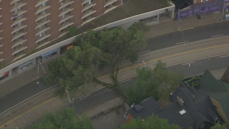 Downed tree topples power lines, streetcar wires in Toronto’s downtown core