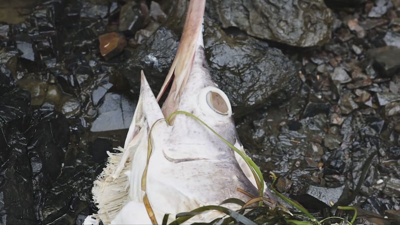 A six-foot swordfish was discovered washed up on a Haida Gwaii beach, far north of its typical range.