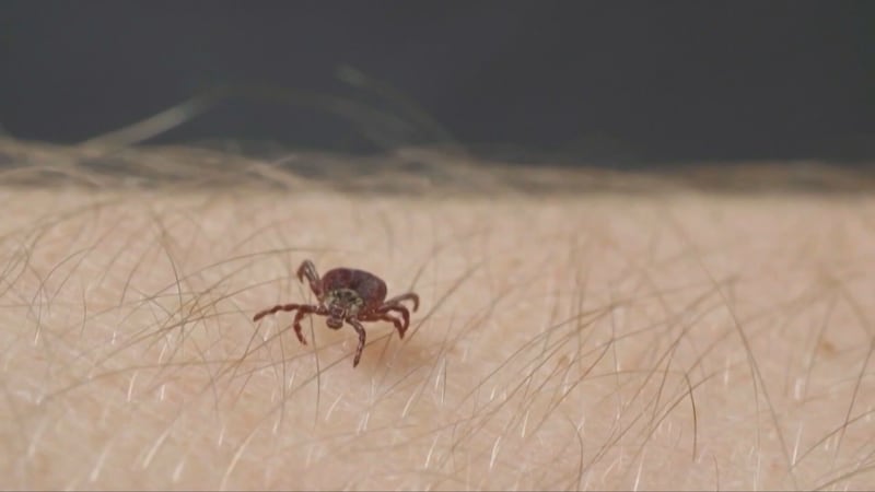 Ticks in Quebec