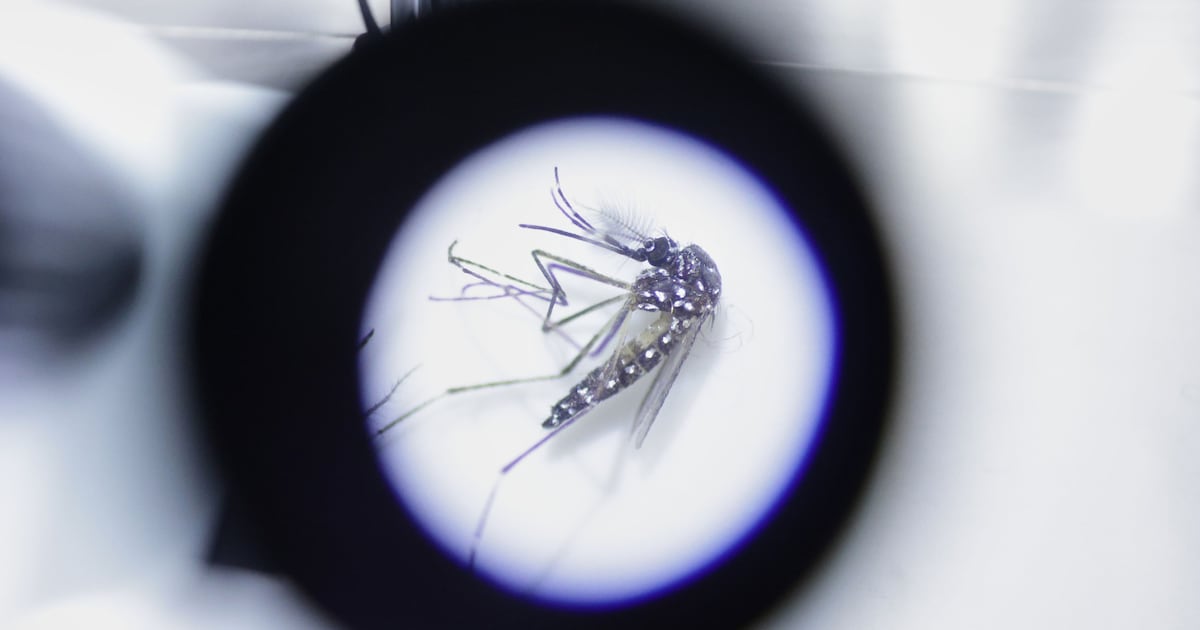 Google wants to release millions of lab-raised mosquitoes