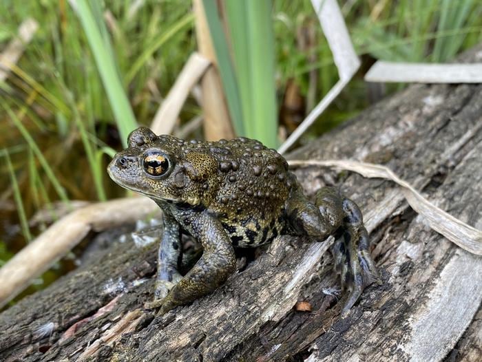 Researchers discover distinct toad group in Canadian Rockies