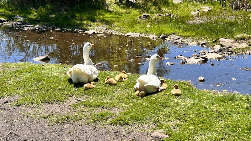 The geese at Sullivan's Pond in Dartmouth, N.S., have welcomed seven goslings this spring. (Paul Dewitt/CTV News Atlantic)