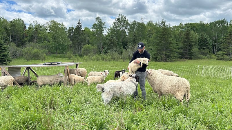 Military veteran Robert Tanner moved from the city to Upper Rawdon, N.S., and built a small farm from scratch, complete with turkeys, chickens, sheep, and goats. (Emma Convey/CTV News Atlantic)