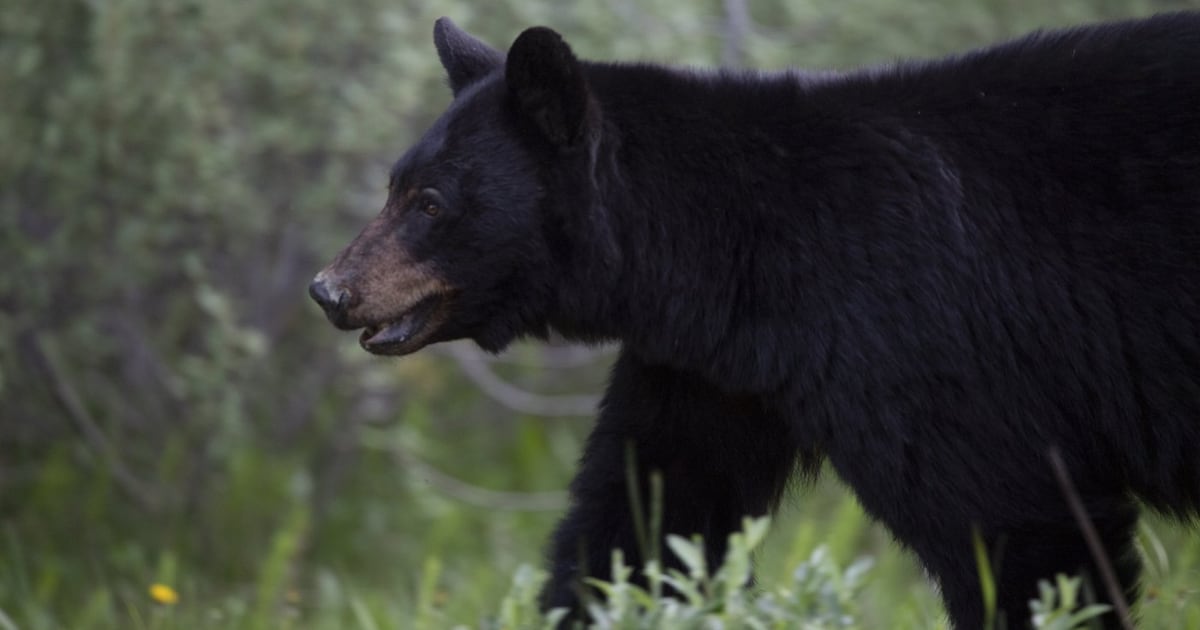 Black bear illegally killed in Manitoba; three cubs left orphaned: COS