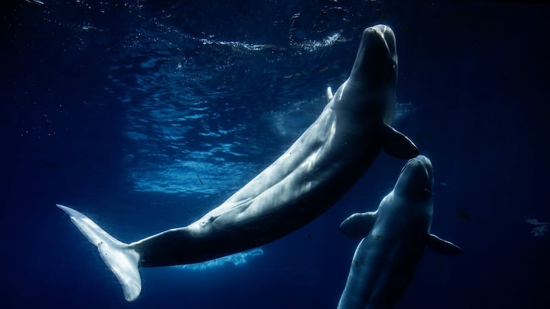 Everyone loved Marineland - then the tide turned. A look inside the park's final days