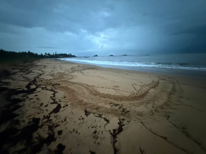 The tracks of a leatherback sea turtle are pictured. (Courtesy of DFO)