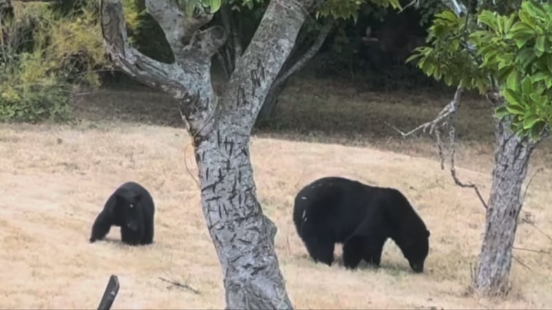 Bear and cub