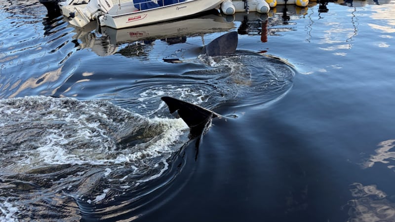 A shark fin is pictured in the water.