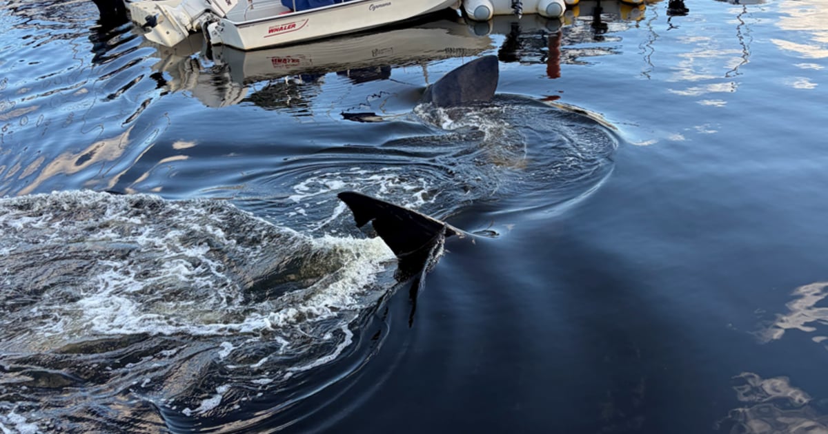 Basking shark sighting draws a crowd in Bedford, N.S.