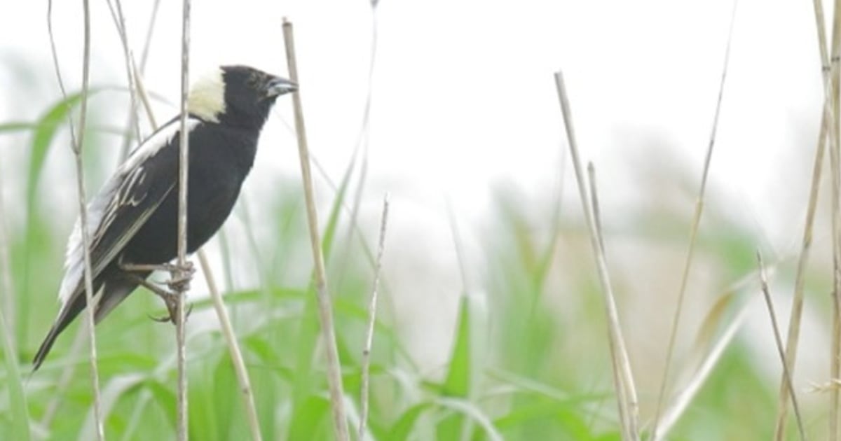 Farmers delay first hay harvest to help threatened bird species raise ...