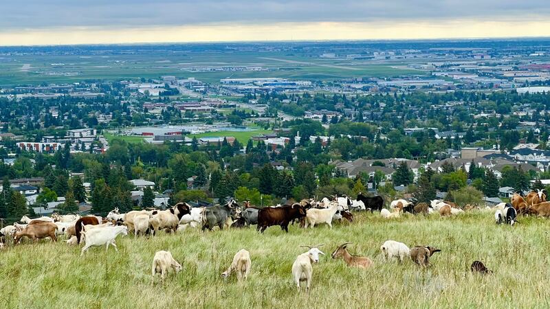 Goats graze at Nose Hill Park in northwest Calgary on Wednesday, Aug. 13, 2025.