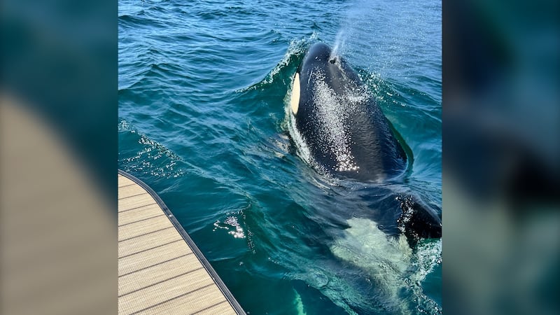 An orca is pictured in the water.